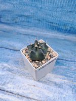 Echinocereus Knippelianus (Эхиноцереус 5 ребер)