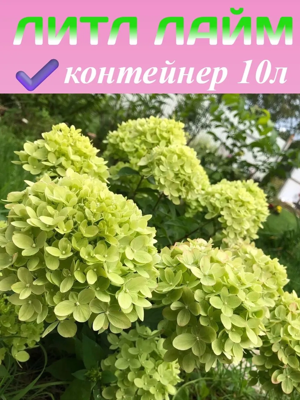 Литл Лайм гортензия метельчатая