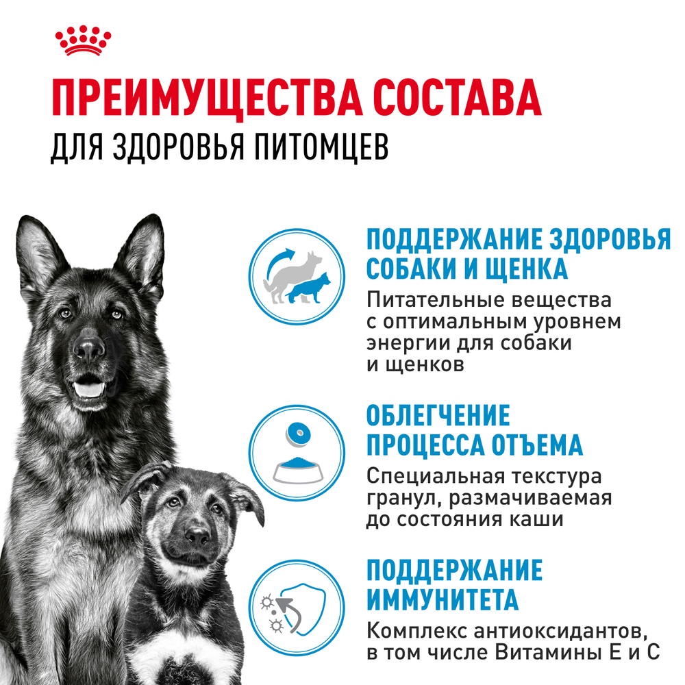 Royal Canin Maxi Starter Макси Стартер мазэ энд бэбидог Корм для щенков крупных пород до 2-х месяцев беременных и кормящих собак 15кг