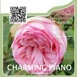 Роза чайно-гибридная "Charming Piano"