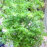Райтия священная карликовая – Wrightia religiosa dwarf (45)