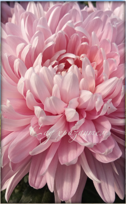 Одноголовая хризантема Allouise pink /о.2 |май 2027|саженец|