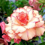 Адениум PINK ORANGE