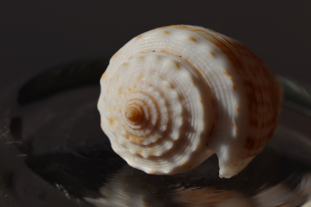Ракушка конус ролани (Conus rolani)