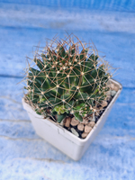 Escobaria Missouriensis compacta (Эскобария)