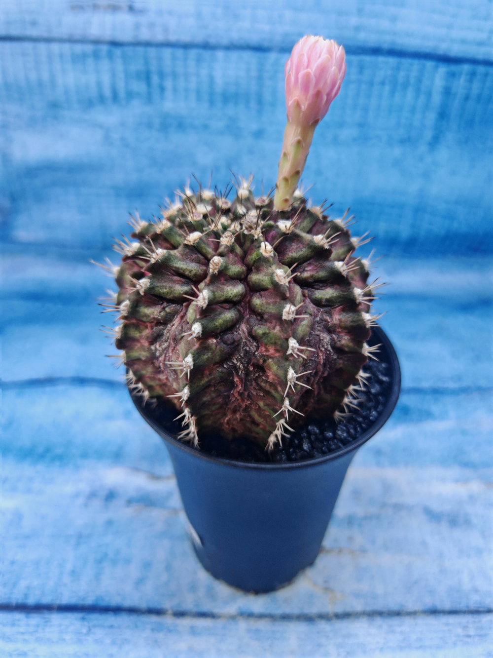 Gymnocalycium T-Rex Pink hybrid (Гимнокалициум T-rex)