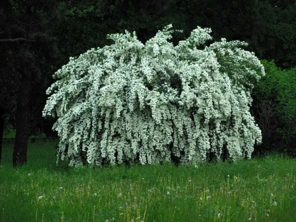Спирея Вангутта (Spiraea × vanhouttei)