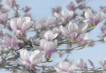 Фотообои KOMAR Magnolia 2.54 м х 3.68 м