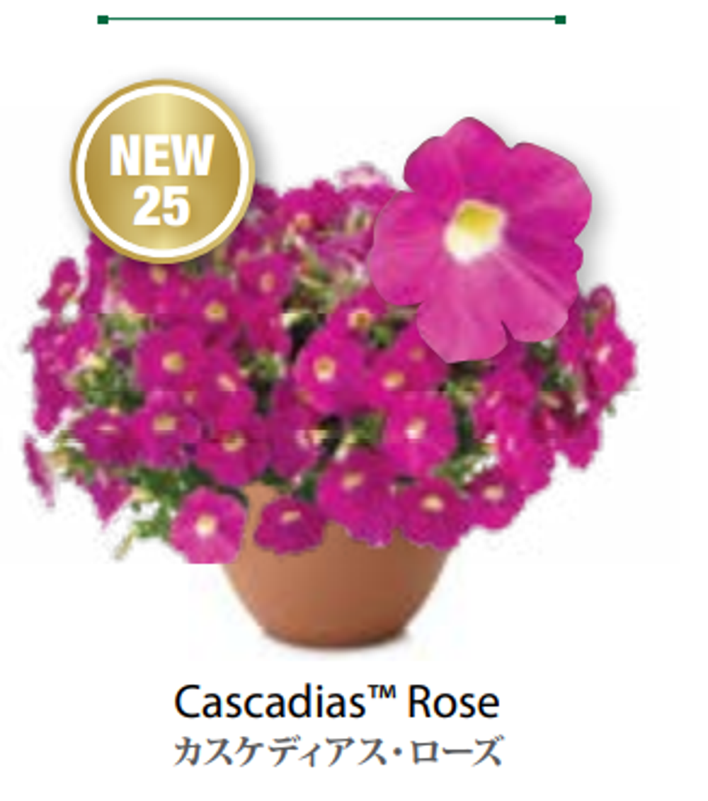 ЕВРО Петуния CASCADIAS Rose ЕВРО укорененный черенок ФЕВРАЛЬ поставка 16