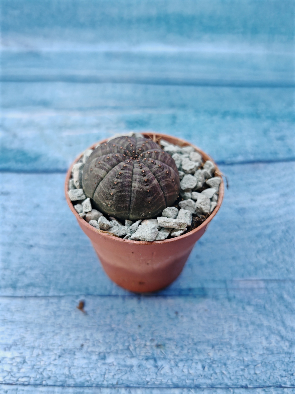 Суккулент Euphorbia Obesa (Эуфорбия)