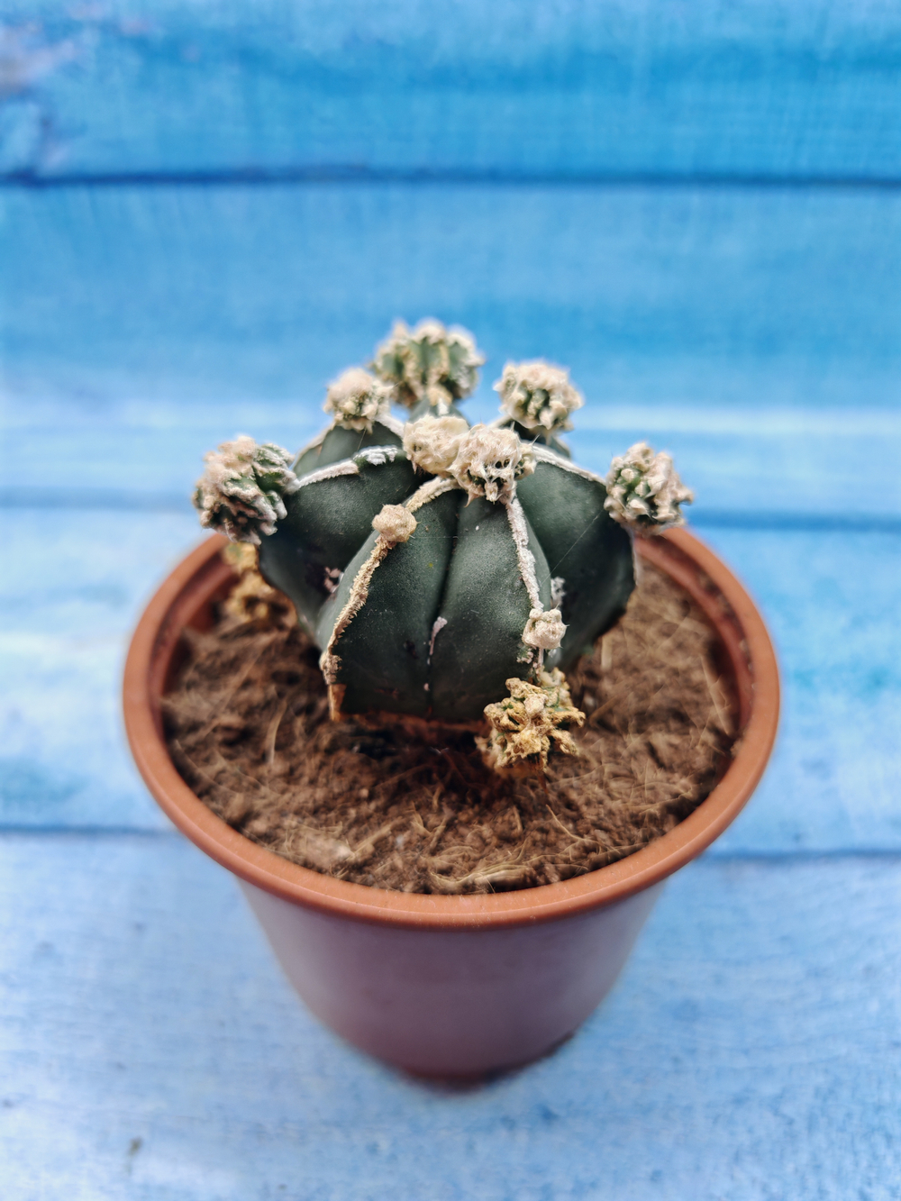 Astrophytum Myriostigma "Hakujo Fukuryu" (Астрофитум)