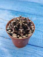 Gymnocalycium Friedrichii (Гимнокалициум)