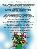 Перец Медуза комнатный острый