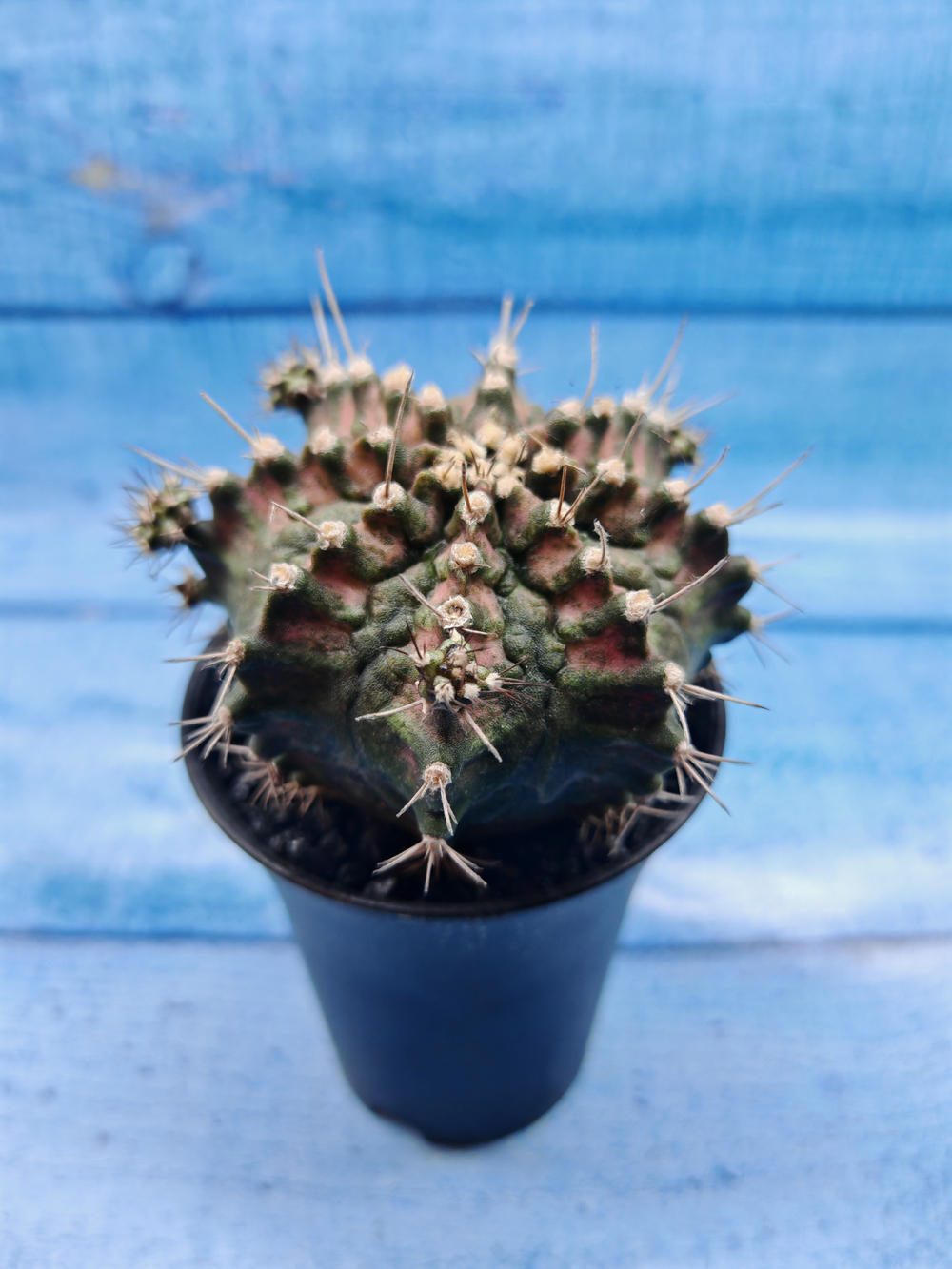 Gymnocalycium T-Rex Pink hybride (Гимнокалициум T-rex)