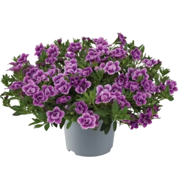 Калибрахоа Cabaret Special Double Purple Bicolor К4