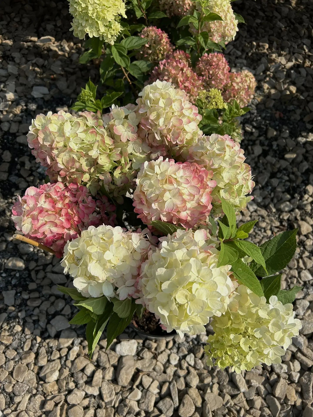 Гортензия Бонфайер С5 Закупка Н11 весна 2027