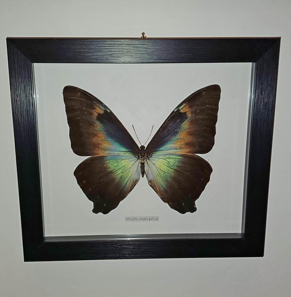 Бабочка Morpho cisseis gahua в рамке
