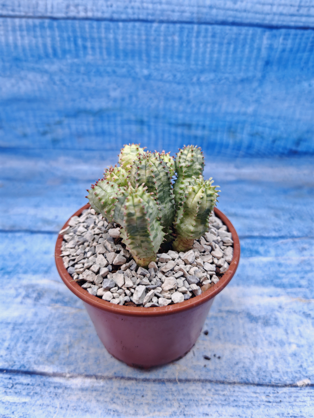 Euphorbia Pseudoglobosa variagate (Эуфорбия)