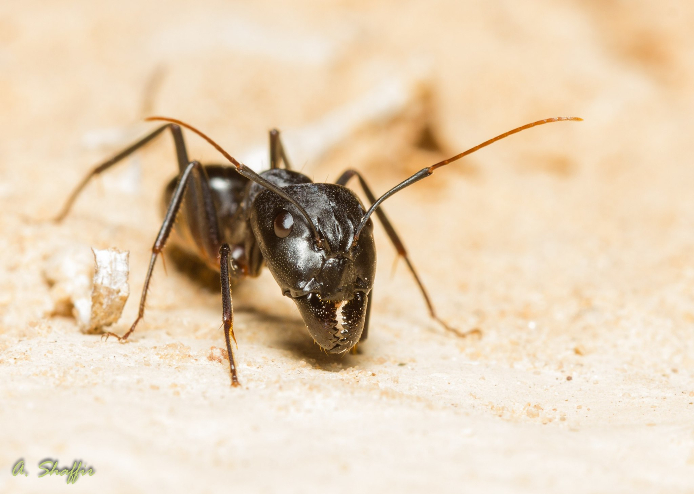 Camponotus fellah
