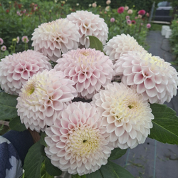 Георгин Пинк Перл (Pink Pearl)