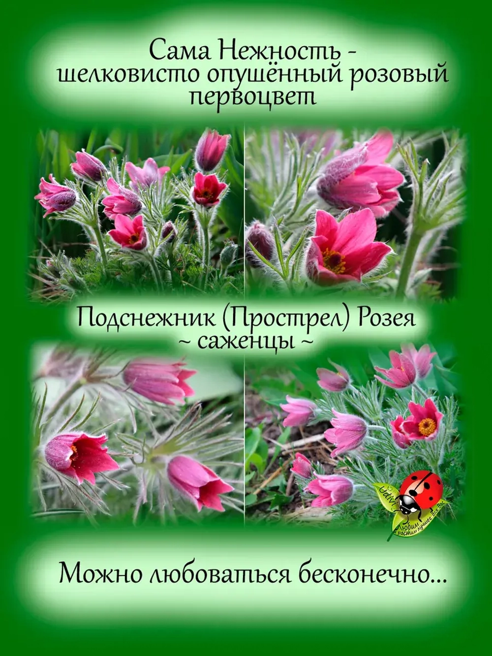 Подснежник Прострел Розея первоцвет сон трава