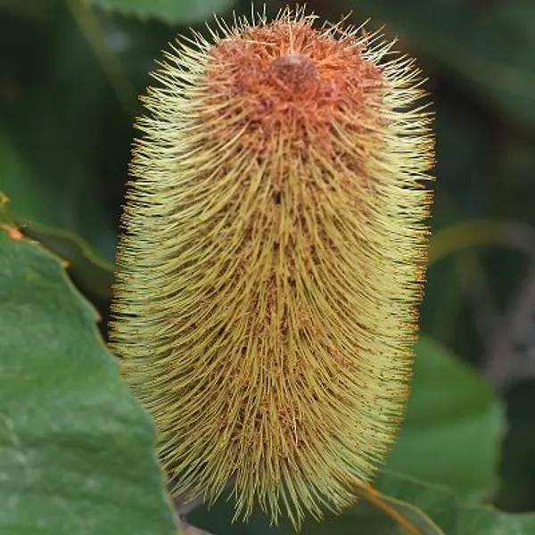 Банксия Мощная (Banksia robur) семена 2 шт