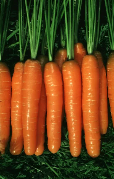 Морковь (Heirloom Rainbow Carrot)