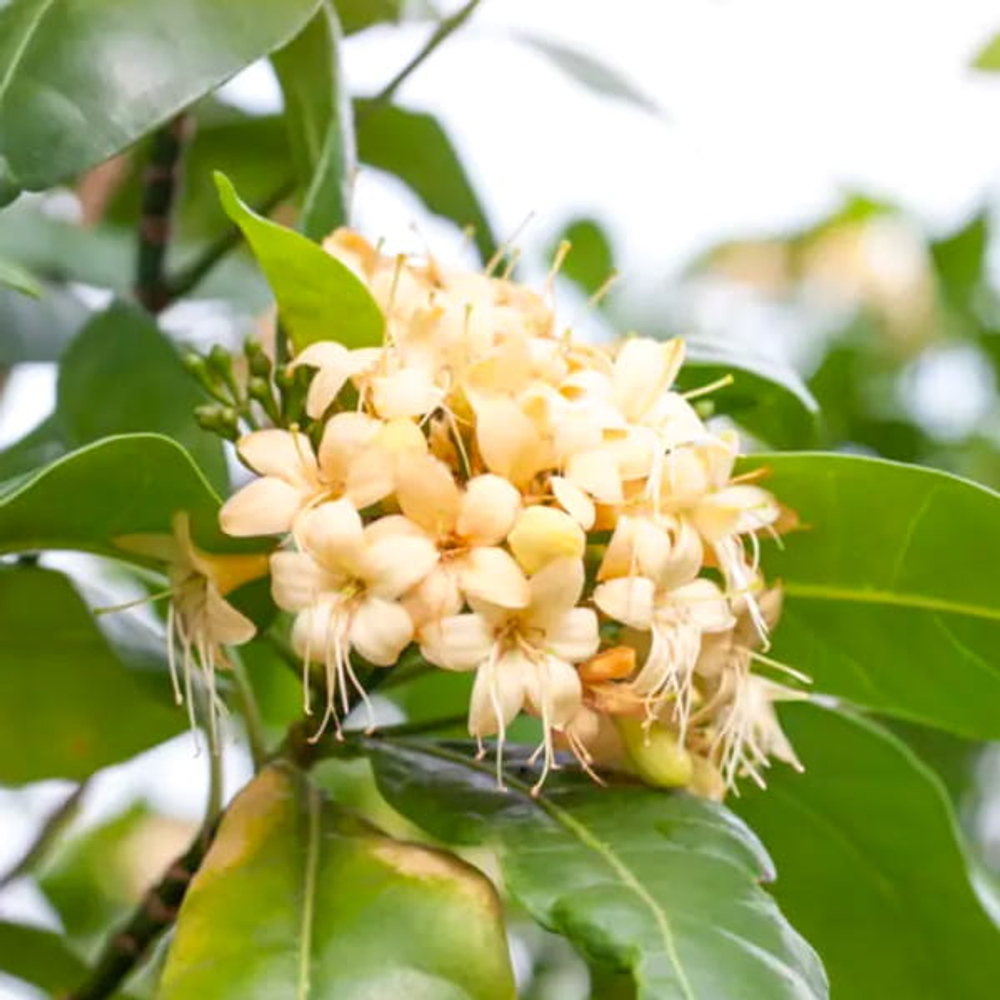 Фагрея душистая – Fagraea  fragrans (59)