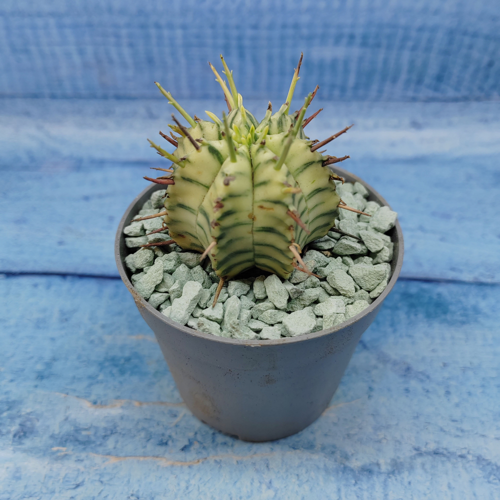 Euphorbia meloformis f. Variegated (Эуфорбия вариегатная)