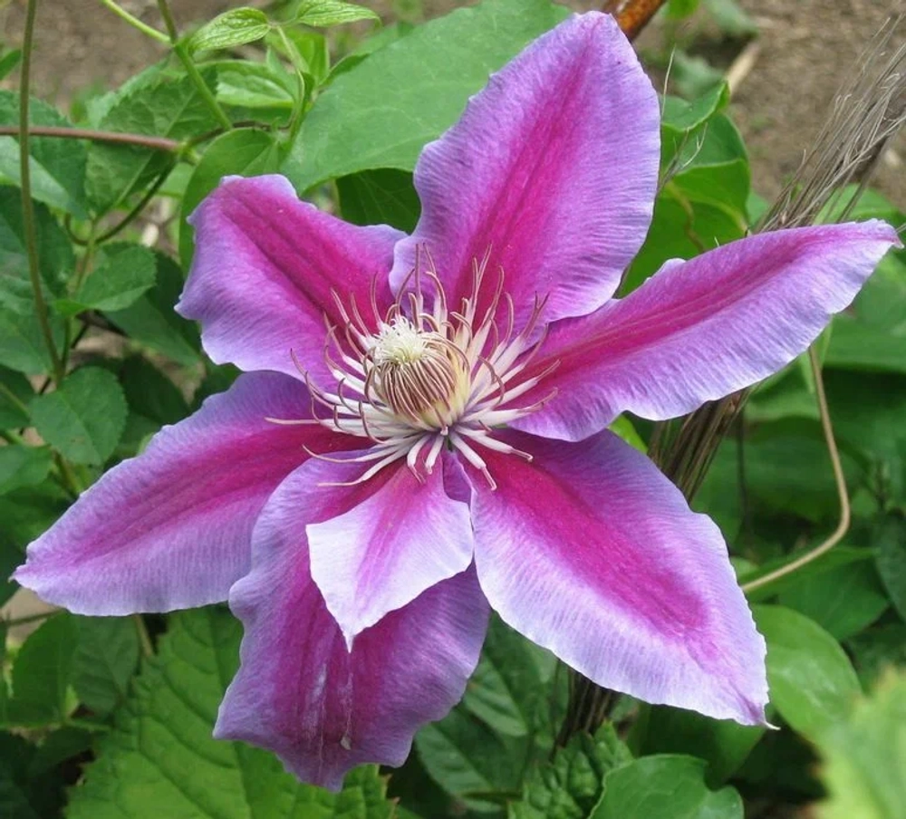 Клематис «Акаиши» (Clematis 'Akaishi') Р9