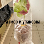 Каладиум NANG RAKSA