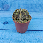Gymnocalycium Friedrichii (Гимнокалициум)