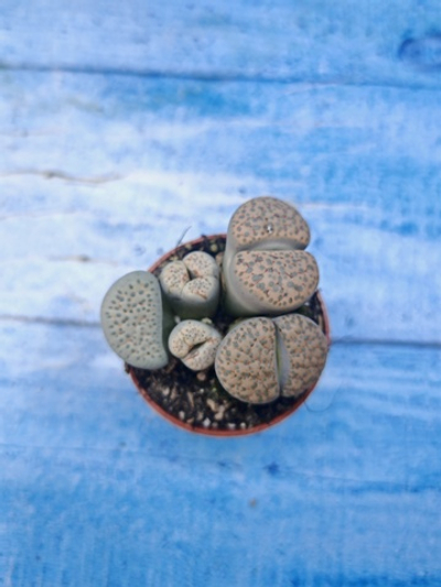 Lithops sp. (Литопсы)