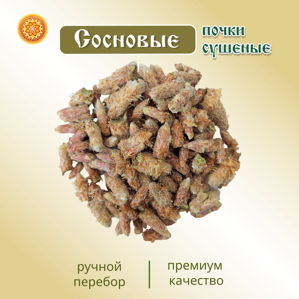 Сосновая почка