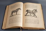 "Книга о лошади. Настольная книга для каждого коннозаводчика, коневода, коневладельца и любителя лошади". С.П. Урусов. 1902г. - раритет