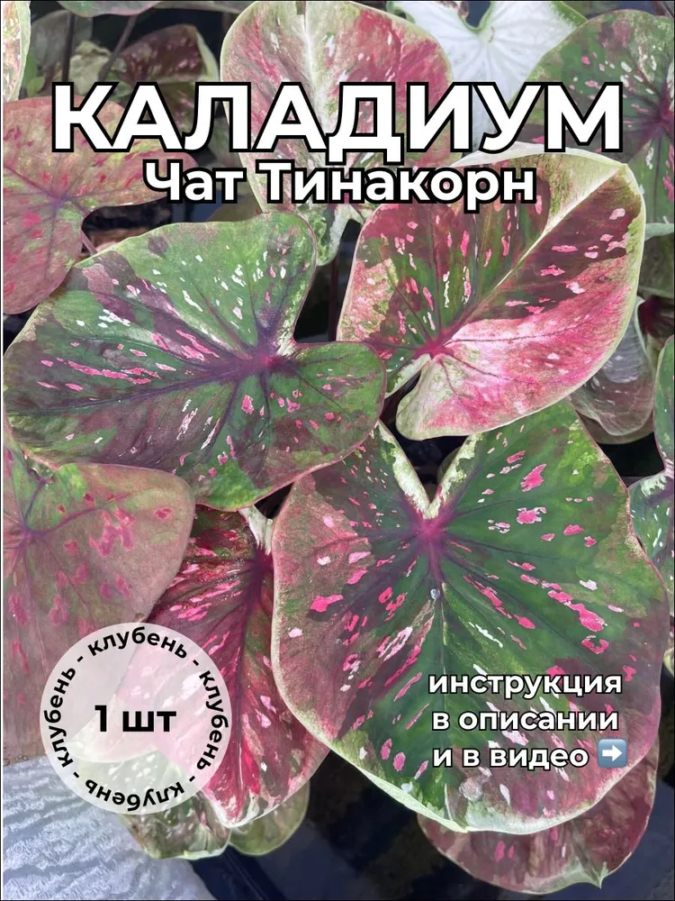 Каладиум Чат Тинакорн клубень