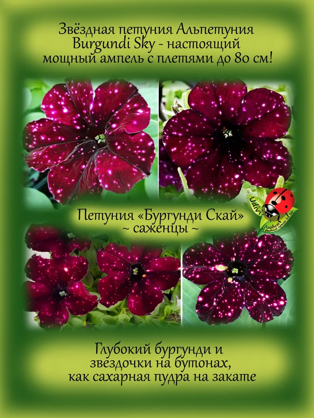 Петуния Бургунди Скай звездная