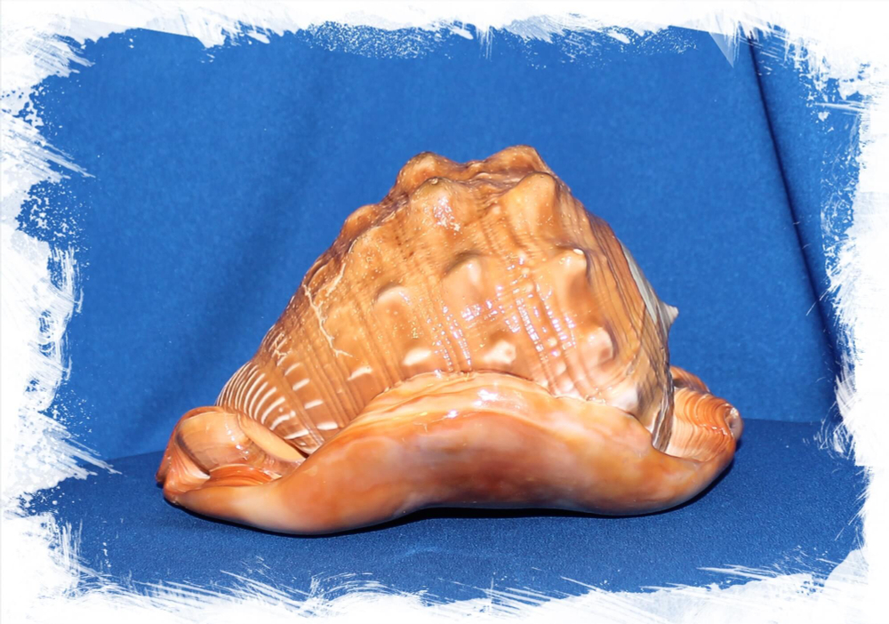 Cypraecassis rufa