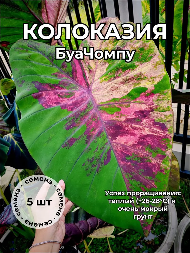 Колоказия БуаЧомпу BuaChompoo — семена, 5 шт.