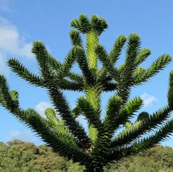 Араукария чилийская (Araucaria araucana) семена 2 шт