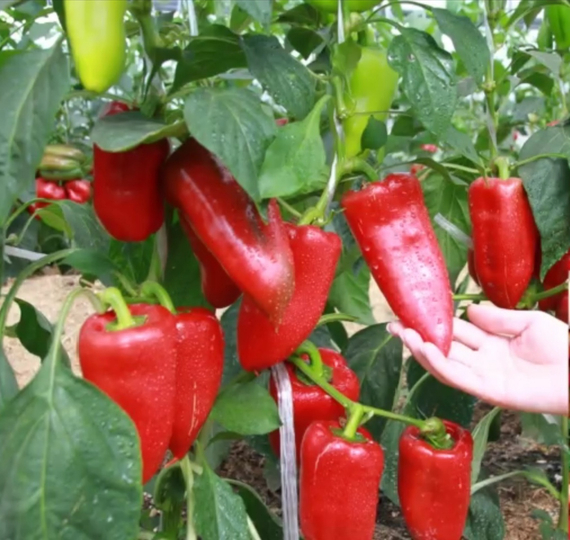 Ариадни F1 семена перца сладкого (Seminis / ALEXAGRO) культура – фото 1