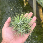 Тилландсия ionantha Stricta