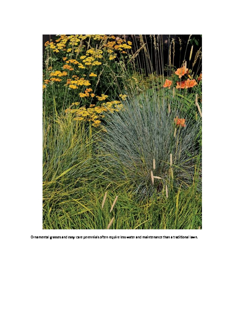 Lawn Gone! Low-Maintenance, Sustainable, Attractive Alternatives for Your Yard