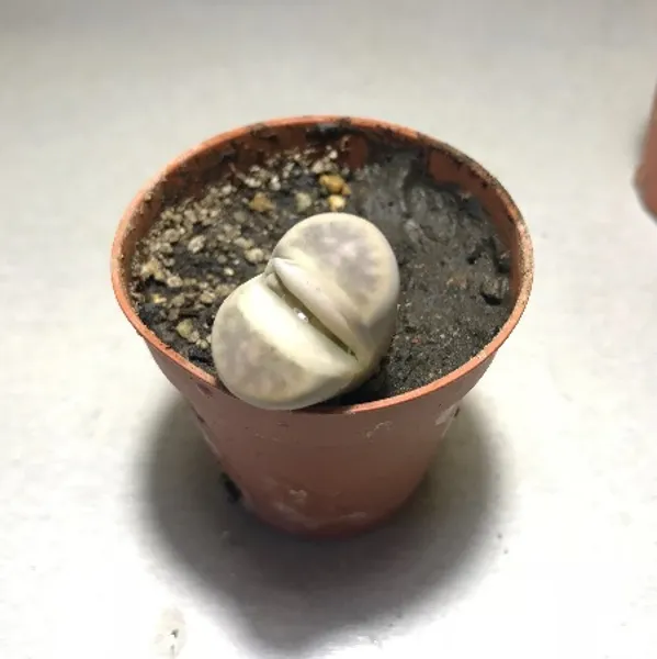 Литопс (C-267 Lithops karasmontana ssp. karasmontana v. lericheana) растение