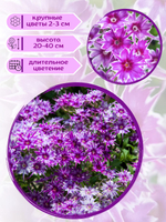 Семена Бархатцы низкорослые желтые махровые Марвел + торфяные таблетки Jiffy в подарок, 5шт