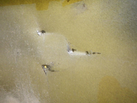 DSCN4517.JPG
