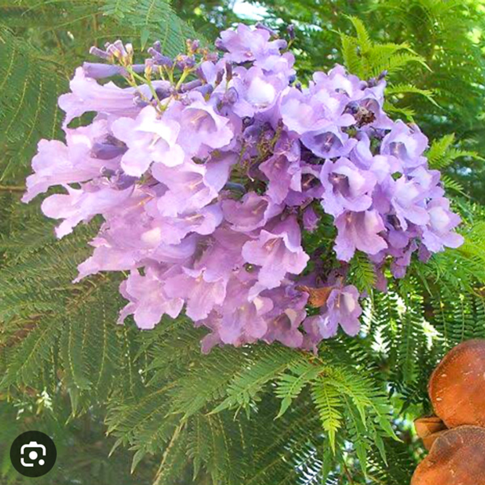 Жакаранда – Jacaranda Spp (15)