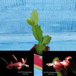 Schlumbergera Thor Vida (Декабрист)