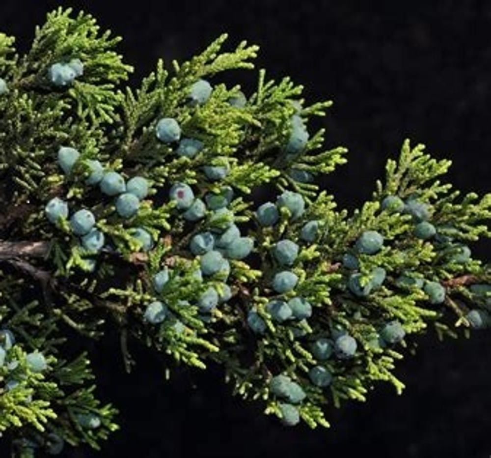 КЕДР ВИРГИНСКИЙ эфирное масло ( Cedarwood Oil Virginian) Ventos