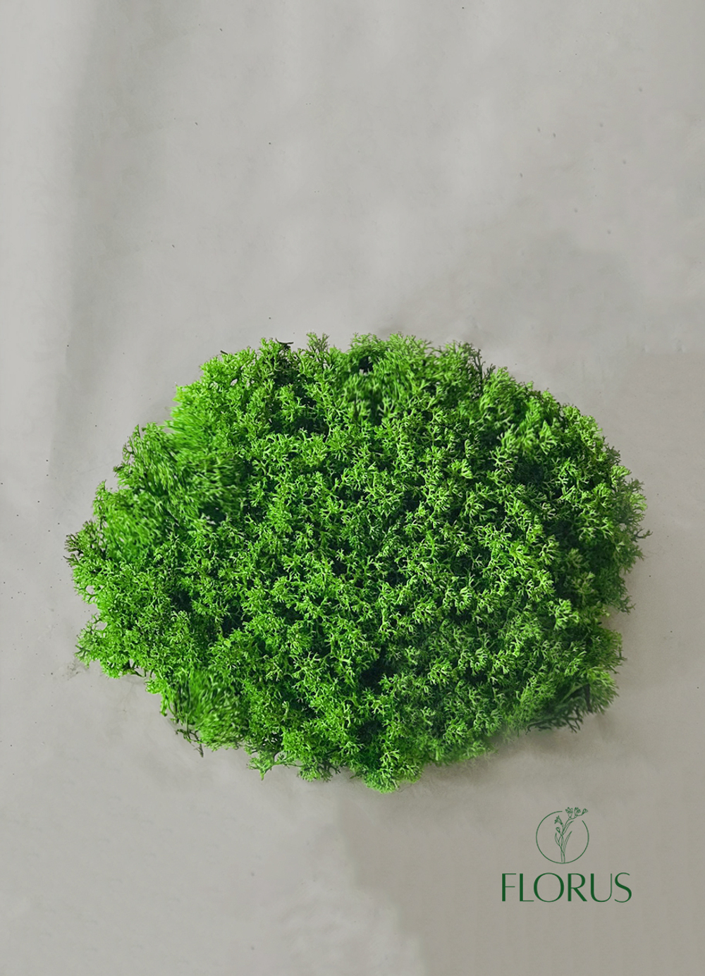 Ягель Королевский